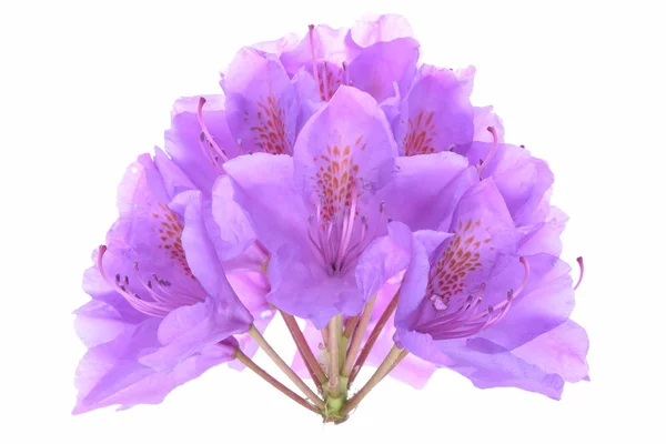 Violet rhododendron head flower — Stock Photo, Image