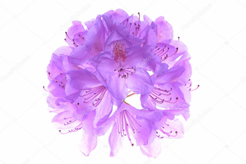 Violet rhododendron head flower 