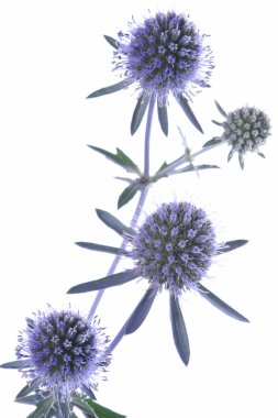Mavi eryngium dal