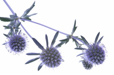 Mavi eryngium dal