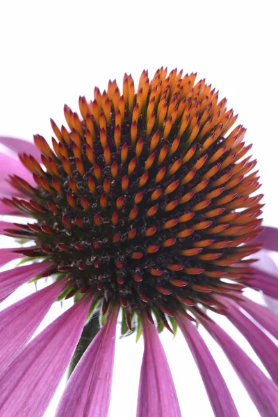 Coneflower makró elszigetelt háttér — Stock Fotó