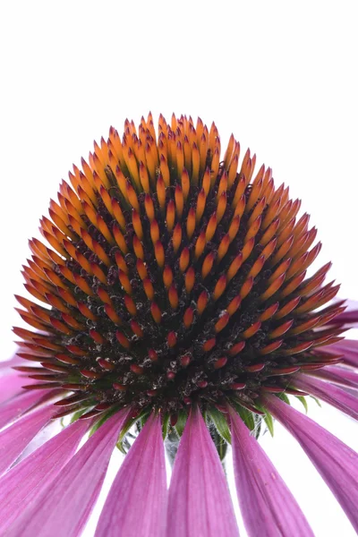 Coneflower makró elszigetelt háttér — Stock Fotó