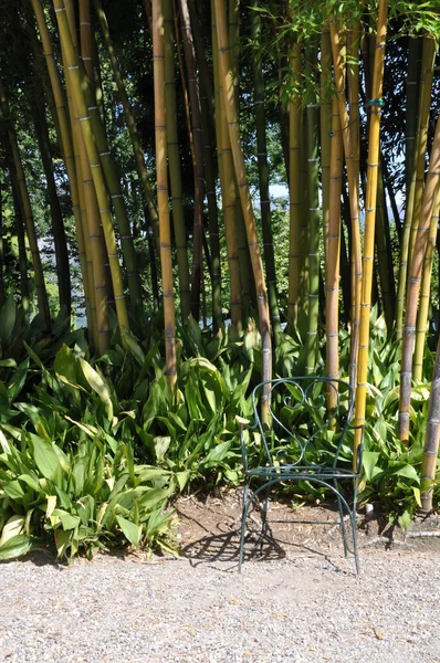 Jardín de bambú con silla vacía — Foto de Stock