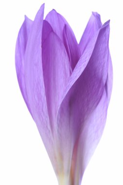 İzole colchicum çiçekler