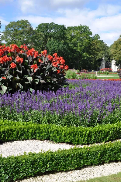 Flores de jardín con cielo azul — Foto de Stock