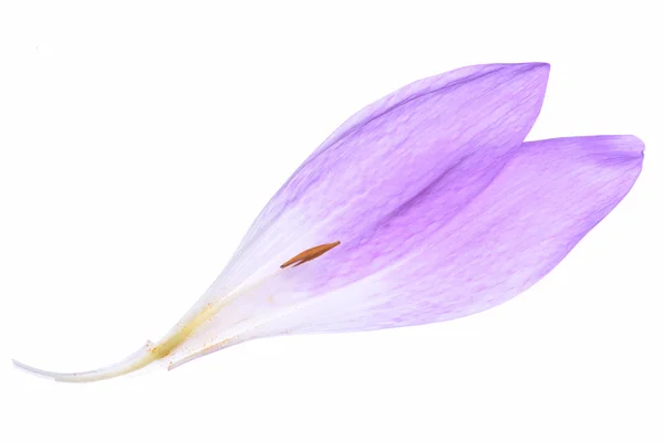 Kronblad av colchicum blommor — Stockfoto