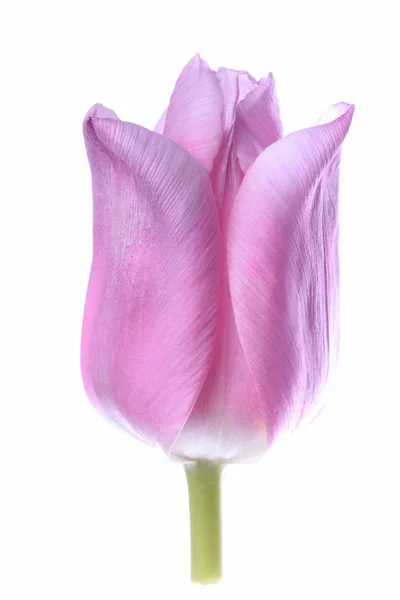 Kukka tulppaani pää — kuvapankkivalokuva