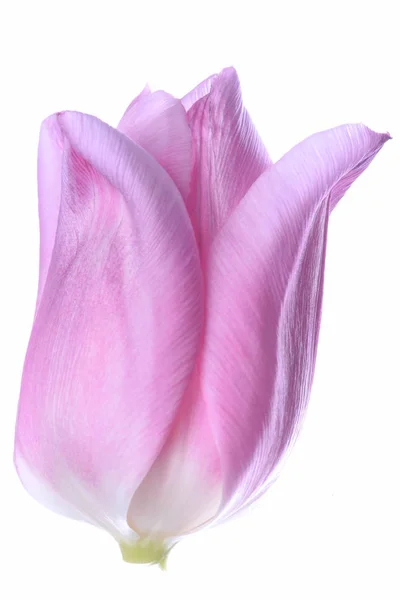 Tête de tulipe fleur — Photo