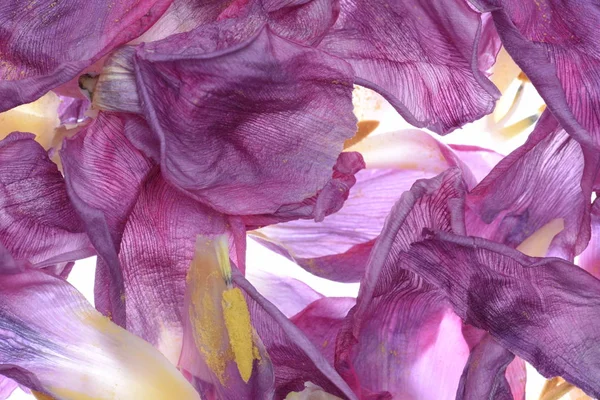 Dried Tulip Petal Flowers — Stock Photo, Image