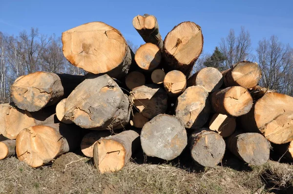 Tronchi di albero in Pile — Foto Stock