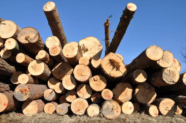 Tree Logs in Pile — Stock Photo, Image