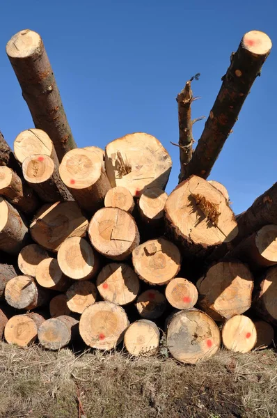 Tree Logs in Pile — Stock Photo, Image