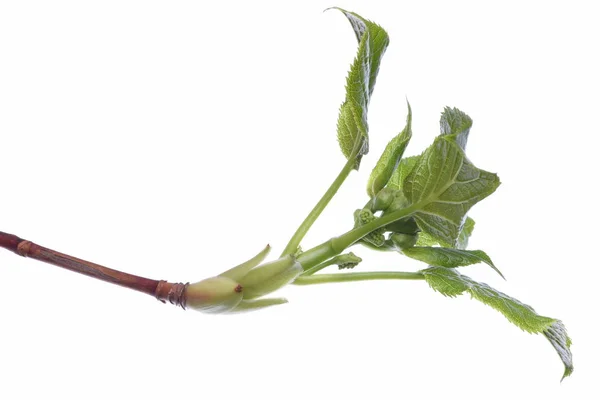 Brindille verte isolée sur fond — Photo