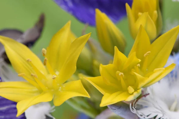 Flor amarilla en el jardín —  Fotos de Stock