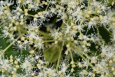 Bahçedeki ortanca çiçekleri 