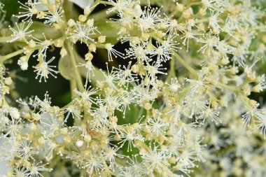 Bahçedeki ortanca çiçekleri 