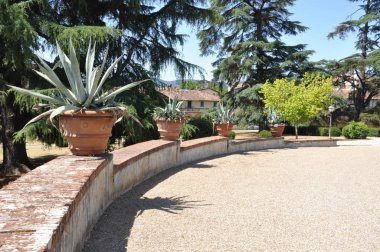 Bitki ve çiçek çiçek tencerede Teras