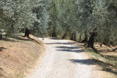 Toskana zeytin ağaçları