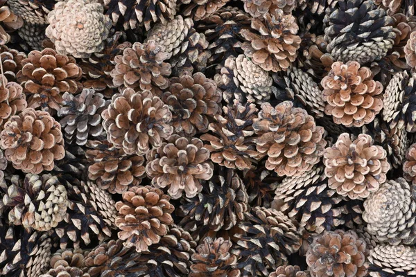 Background of dry brown pine cones — Stock Photo, Image