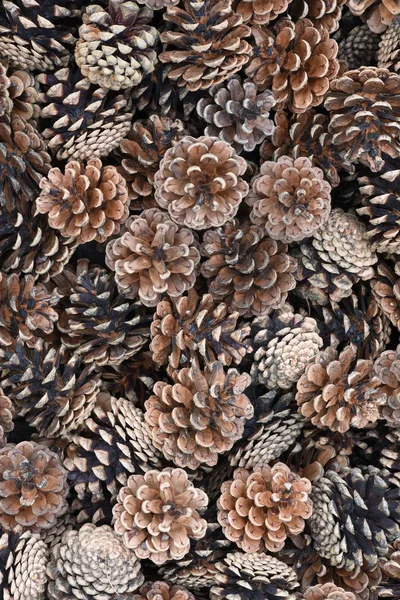 Background of dry brown pine cones — Stock Photo, Image
