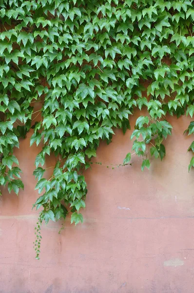 Stare liście czerwone ściany i bluszcz — Zdjęcie stockowe