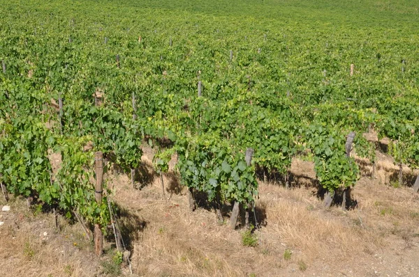 Gröna vingårdarna på kullarna — Stockfoto