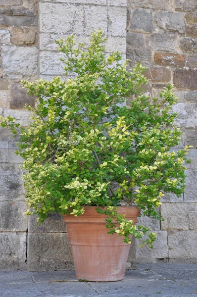 Dużym glinianym garnku z zielonych roślin — Zdjęcie stockowe