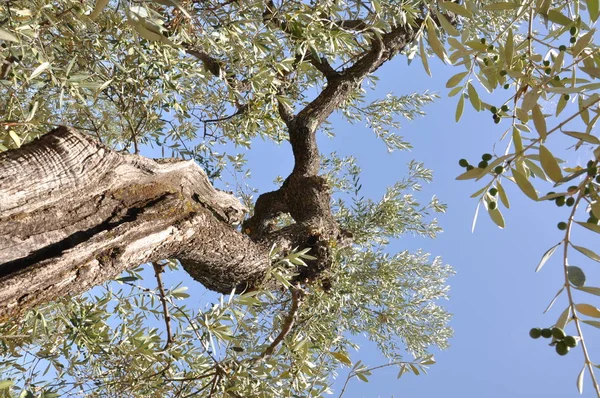 Eski zeytin ağacı — Stok fotoğraf