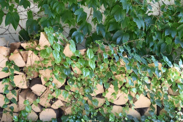 Pilha Madeira Para Uma Lareira Coberto Hera Verde — Fotografia de Stock