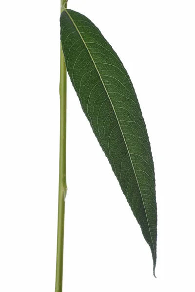 Green willow leaf — Stock Photo, Image