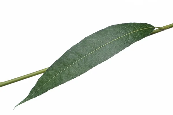Green willow leaf — Stock Photo, Image