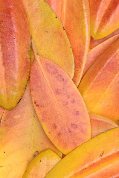 Rhododendron Hojas Otoño Como Fondo —  Fotos de Stock