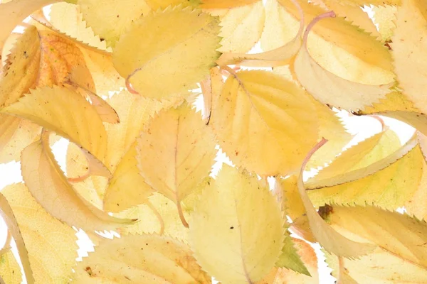 Autumn Leaves White Background — Stock Photo, Image