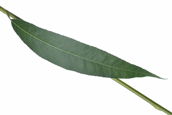 Willow Leaf Isolerad Vit Bakgrund — Stockfoto