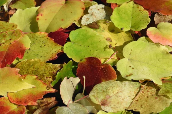 Otoño Hojas Movimiento Borroso — Foto de Stock