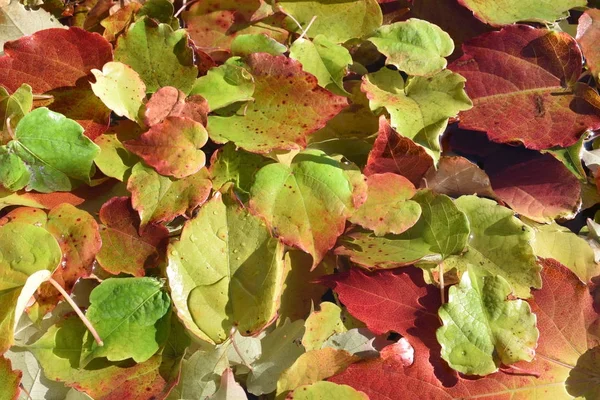 Wasserblasen Und Fallende Herbstblätter — Stockfoto