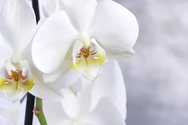 灰色背景上的白色兰花花 — 图库照片