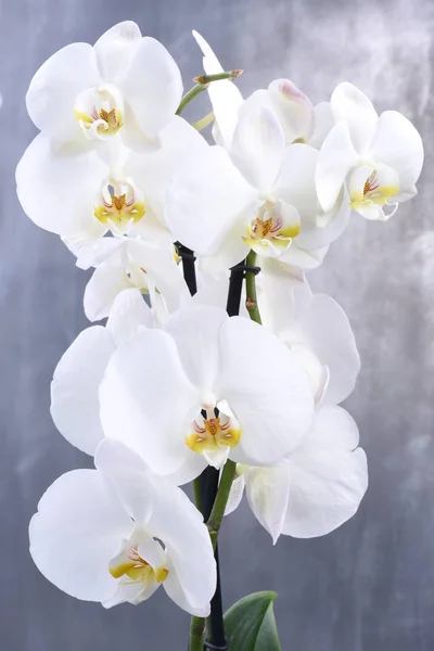 灰色背景上的白色兰花花 — 图库照片