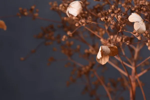 Vinter Stilleben Torka Hortensia Närbild — Stockfoto