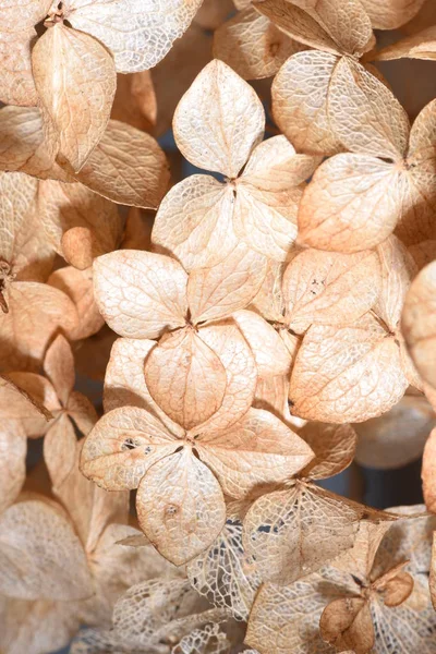 Dried Hydrangea Flowers Close — Stock Photo, Image