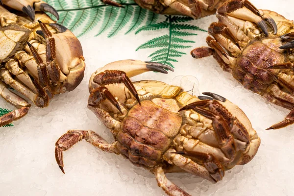 Crabe Des Fruits Mer Frais Sur Glace Sur Marché Aux — Photo