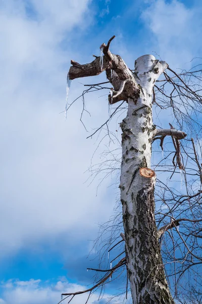 Nyklippt Björk Med Trädsav — Stockfoto