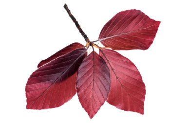 Beech twig with spring leaves isolated on white background