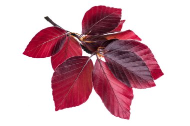 Copper beech tree isolated on white background, close-up spring twig