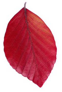 Single leaf of copper beech tree isolated on white background