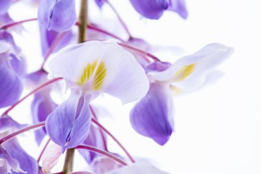 Wisteria flower close-up isolated on white background