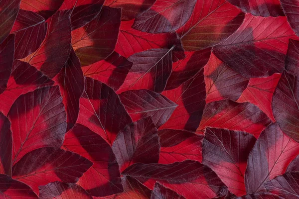 Весенние Листья Медного Бука Качестве Естественного Фона — стоковое фото