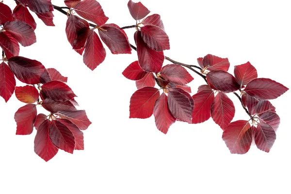 Copper Beech Tree Twig Isolated White Background — Stock fotografie