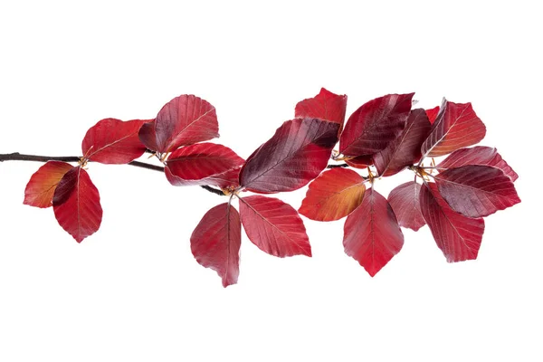 Twig Copper Beech Tree Isolated White Background — Stok Foto