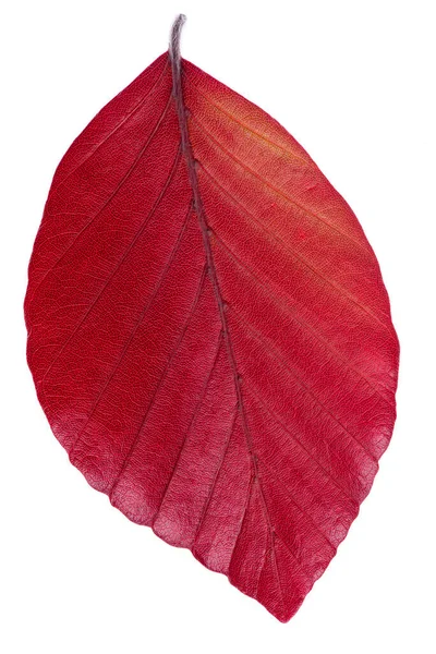 Single Leaf Copper Beech Tree Isolated White Background — Stok Foto